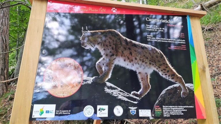 Sentiero della lince, Tarvisio, Italia